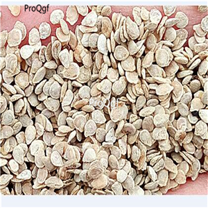 19usd Ngryise 8000Pcs A Set Japanese Black Trifele truffle Tomato seed