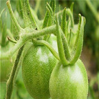 19usd ngryise 8000pcs Green Cherry Tomatoes seed