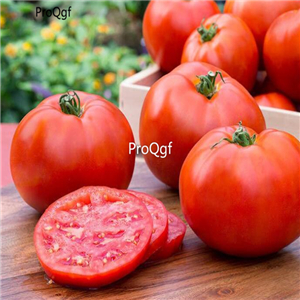 19usd ngryise 8000pcs Better Boy Tomato Lycopersicon lycopersicum seed