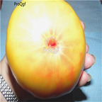 19usd Ngryise 8000Pcs A Set Giallo de Summer Tomato seed
