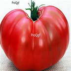 19usd ngryise 8000pcs Stump of the World Tomato seed