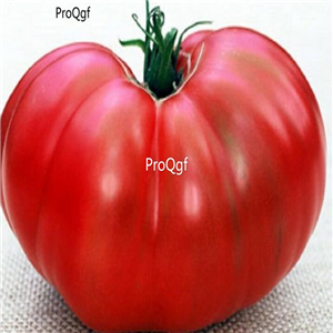19usd ngryise 8000pcs Stump of the World Tomato seed