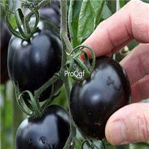 19usd ngryise 8000pcs Potted Seasons Vegetable Cherry Tomato  seed