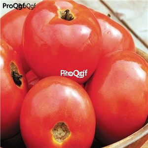 19usd ngryise 8000pcs Iron Lady F1 Hybrid Tomato seed