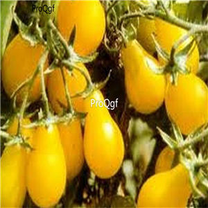 19usd Ngryise 8000Pcs A Set Yellow Pear Tomato seed