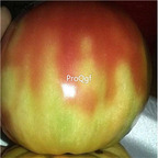 19usd ngryise 8000pcs Mary Robinson's German Bicolor Tomato seed