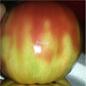 19usd ngryise 8000pcs Mary Robinson's German Bicolor Tomato seed