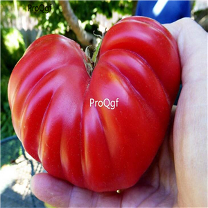 19usd ngryise 8000pcs Zopotec Ribbed Tomato seed