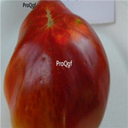19usd ngryise 8000pcs Black Tula Tomato seed
