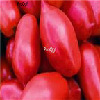 19usd Ngryise 8000Pcs A Set  Roma Tomato seed