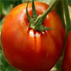 19usd ngryise 8000pcs MULE TEAM TOMATO seed