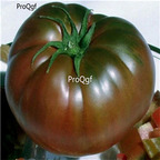 19usd Ngryise 8000Pcs A Set  Black Krim Tomato seed