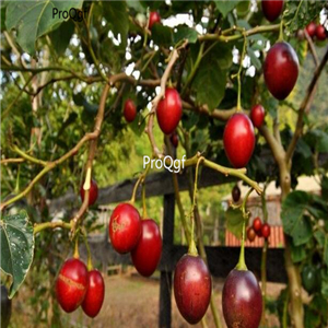 19usd ngryise 8000pcs Tamarillo Tree Tomato seed