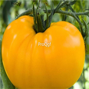 19usd Ngryise 8000Pcs A Set  Yellow Brandywine Tomato  seed