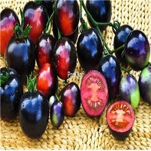 19usd Ngryise 8000Pcs A Set Indigo Rose Purple Tomato  seed