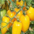 19usd Ngryise 8000Pcs A Set Yellow Cherry Tomato seed