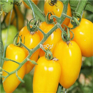19usd Ngryise 8000Pcs A Set Yellow Cherry Tomato seed