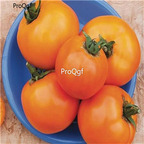 19usd ngryise 8000pcs Sun Kissed F1 Hybrid Tomato  seed