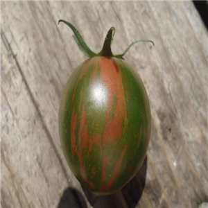 19usd ngryise 8000pcs Purple Bumblebee heirloom tomato seed