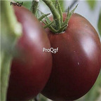 19usd ngryise 8000pcs CHEROKEE PURPLE TOMATO  seed