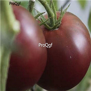 19usd ngryise 8000pcs CHEROKEE PURPLE TOMATO  seed