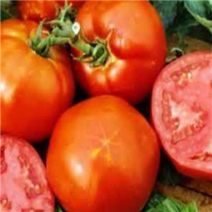 19usd ngryise 8000pcs HOMESTEAD HEIRLOOM TOMATO seed
