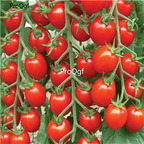 19usd ngryise 8000pcs Nature's Bites F1 Hybrid Tomato seed