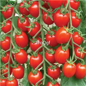 19usd ngryise 8000pcs Nature's Bites F1 Hybrid Tomato seed