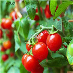 19usd ngryise 8000pcs Tiny Tim Cherry Tomato seed