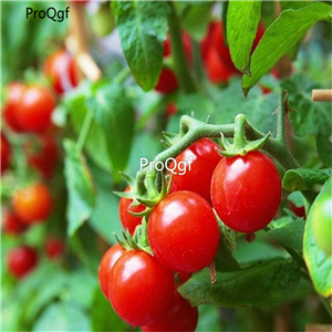 19usd ngryise 8000pcs Tiny Tim Cherry Tomato seed