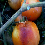 19usd Ngryise 8000Pcs A Set RARE PURPLE SMUDGE tomato seed