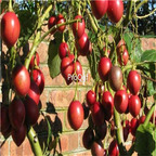 19usd ngryise 8000pcs Tamarillo Seeds a.k.a.Tree Tomato seed