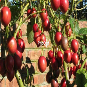 19usd ngryise 8000pcs Tamarillo Seeds a.k.a.Tree Tomato seed