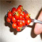 19usd Ngryise 8000Pcs A Set mini Tomato seed