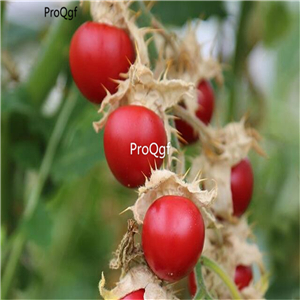 19usd Ngryise 8000Pcs A Set Morelle de Balbis Litchi Tomato seed