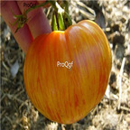 19usd ngryise 8000pcs Copia Tomato Lycopersicon seed