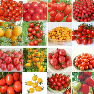 19usd ngryise 8000pcs mixed 16 species Tomato Lycopersicon seed
