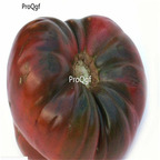19usd ngryise 8000pcs Black Brandywine Black Tomato seed