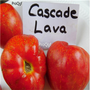 19usd Ngryise 8000Pcs A Set  Cascade Lava Tomato seed