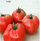19usd ngryise 8000pcs Sandul Moldovan Tomato seed