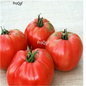 19usd ngryise 8000pcs Sandul Moldovan Tomato seed