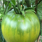 19usd Ngryise 8000Pcs A Set   Aunt Rubyy's German Green Tomato seed
