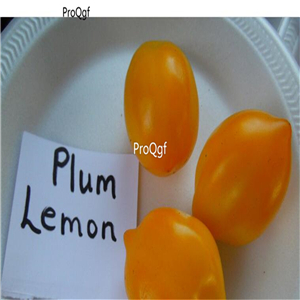 19usd Ngryise 8000Pcs A Set   Plum Lemon Tomato seed