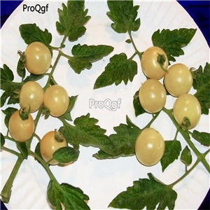 19usd ngryise 8000pcs SNOW WHITE CHERRY TOMATO  seed