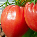 19usd ngryise 8000pcs Pink Oxheart Tomato  seed