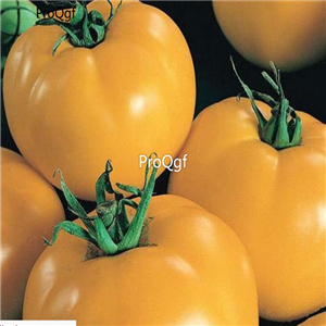19usd ngryise 8000pcs Sunny Boy Tomato seed