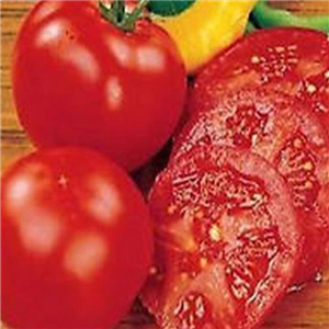 19usd ngryise 8000pcs Early Doll F1 Hybrid Tomato seed