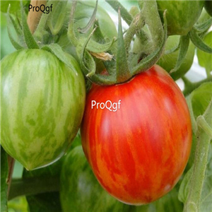 19usd ngryise 8000pcs RED ZEBRA TOMATO seed
