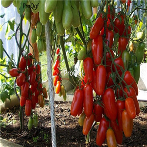 19usd ngryise 8000pcs Heirloom Ukraine Kibits Tomato  seed