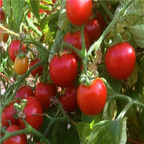 19usd ngryise 8000pcs Washington Cherry Tomato seed